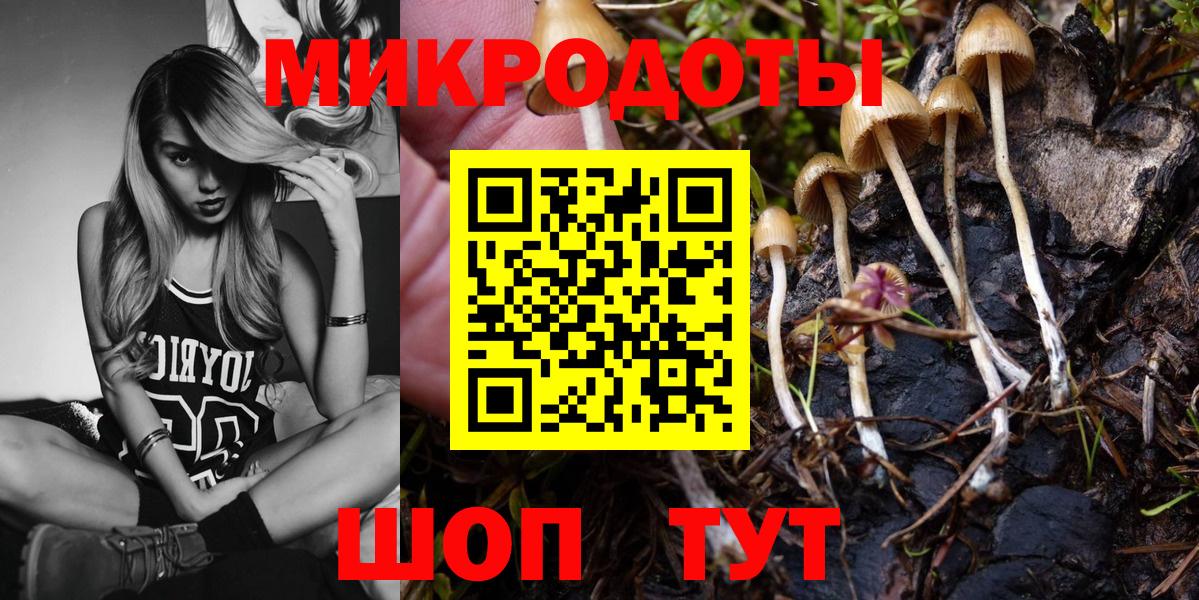 Галлюциногенные грибы Psilocybe Кисловодск